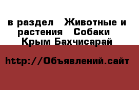  в раздел : Животные и растения » Собаки . Крым,Бахчисарай